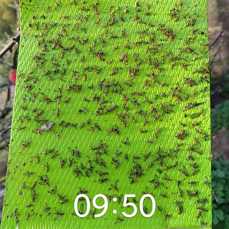 Fruit Fly Sticky Trap