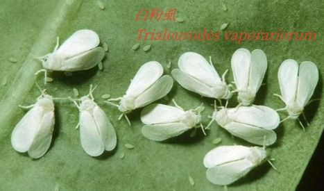 Whitefly Lure Trialeurodes Vaporariorum Insect Pheromone Traps